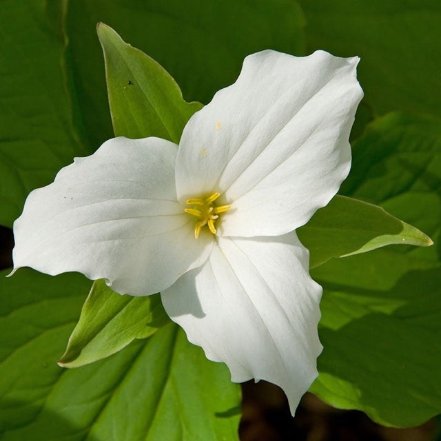 Trillium Flower Seeds for Planting - Heirloom, Non-GMO Seeds for Beautiful Home Garden for planting in home garden